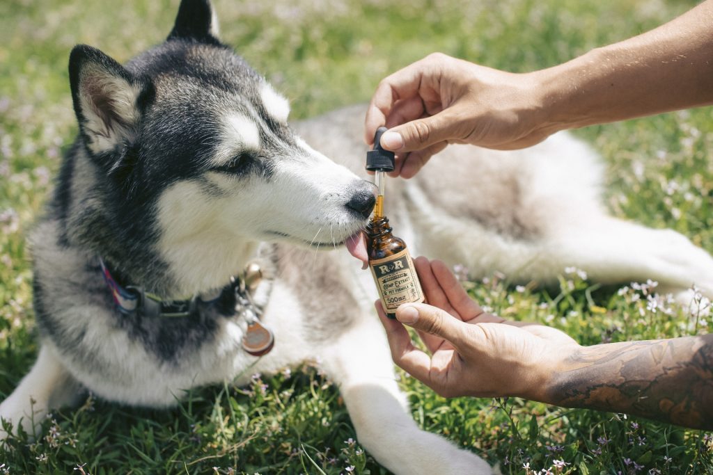 CBD Oil for Dogs